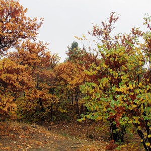 طبیعت