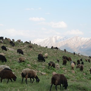 طبیعت