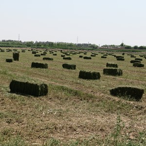 طبیعت