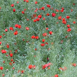 طبیعت