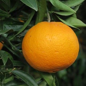 طبیعت