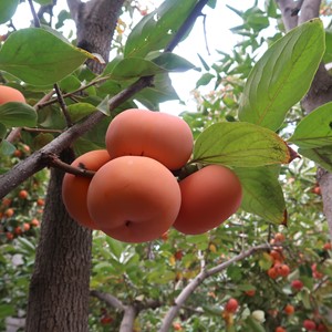 طبیعت