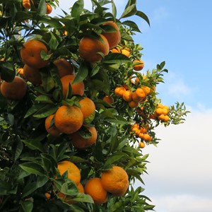 طبیعت