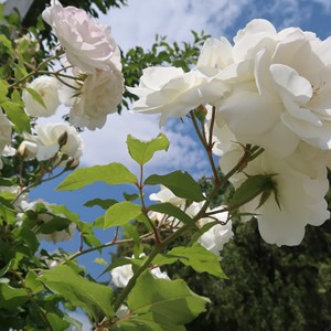 طبیعت