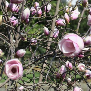 طبیعت