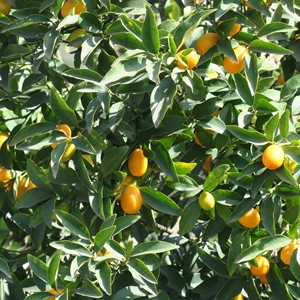 طبیعت