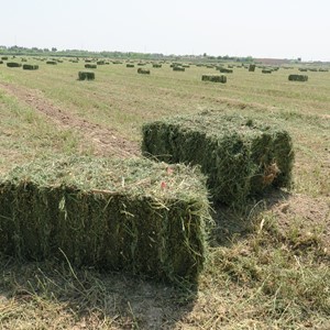 طبیعت