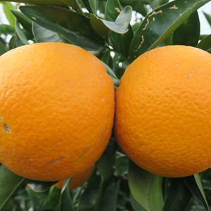 طبیعت