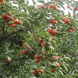 طبیعت