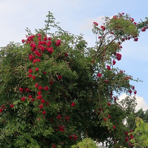 طبیعت