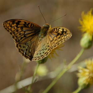 طبیعت و روستا