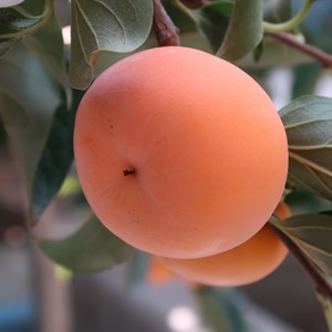 طبیعت