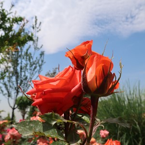 طبیعت