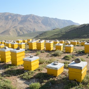 طبیعت