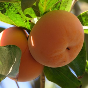طبیعت