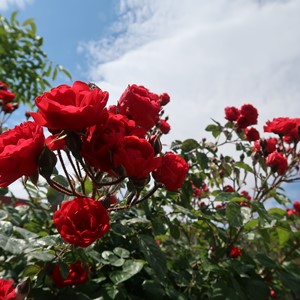 طبیعت