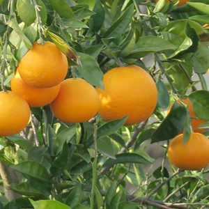 طبیعت