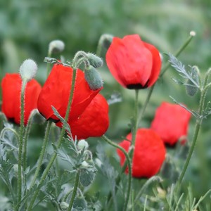 طبیعت