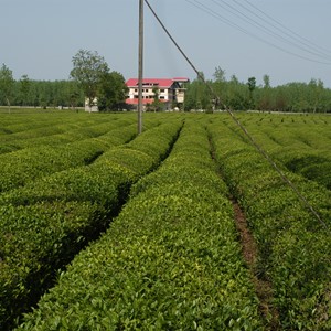 چایکاری