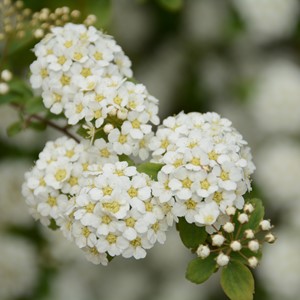 طبیعت-گل