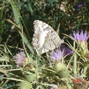 اثر پروانه ای